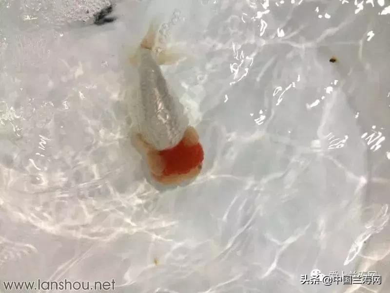 世界金鱼大赛在福州举行,2019中国世界金鱼大赛