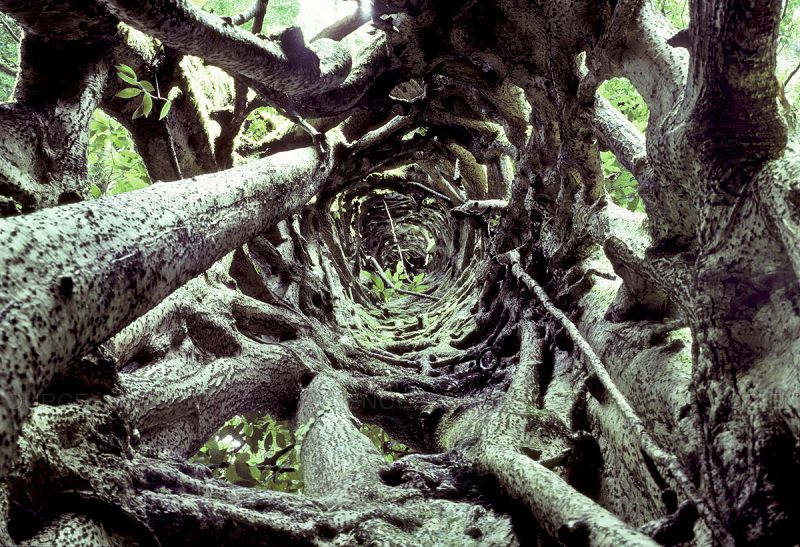 舅舅组飞天组，可再生的龙尾肉？小林家的龙女仆最该记住的是这点