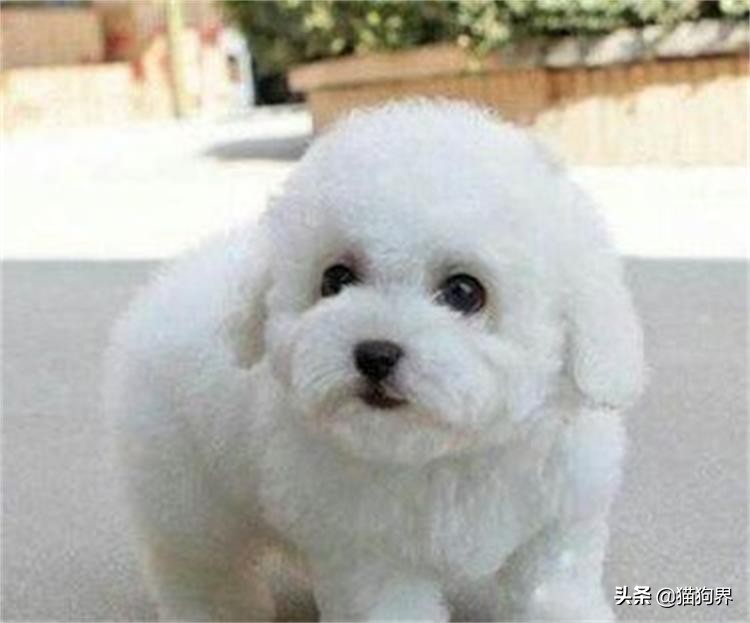 狗狗大了不回家怎么办,狗狗大了不想养了怎么办