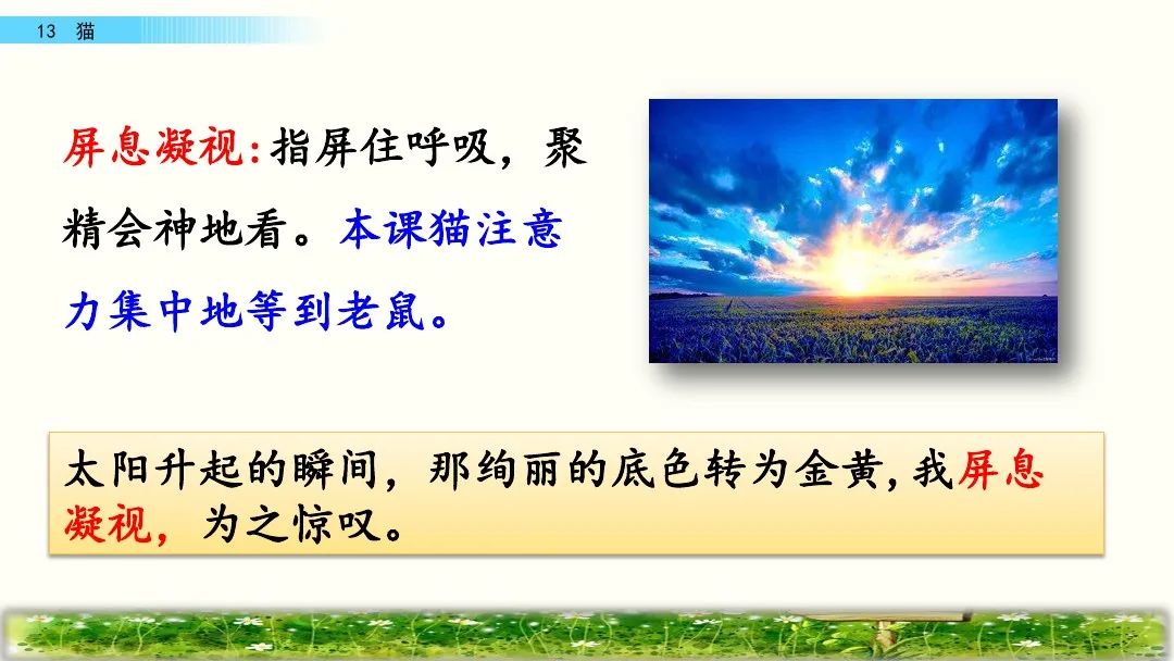 四年级下册语文13课猫课文解析,部编版四年级下册13猫教学视频