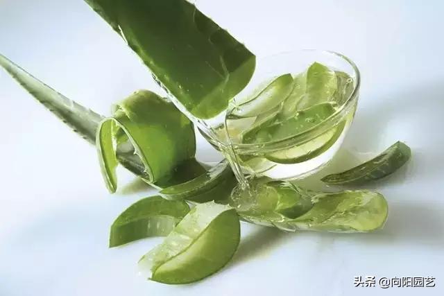 养芦荟有什么妙用,芦荟叶子用什么擦好