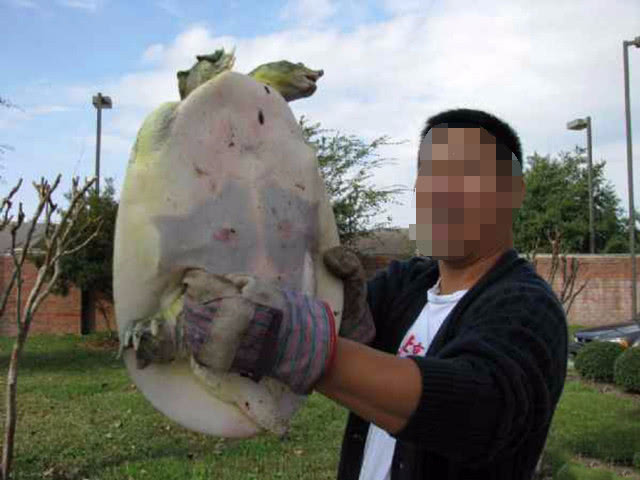 钓到奇怪的乌龟,钓起巨型乌龟