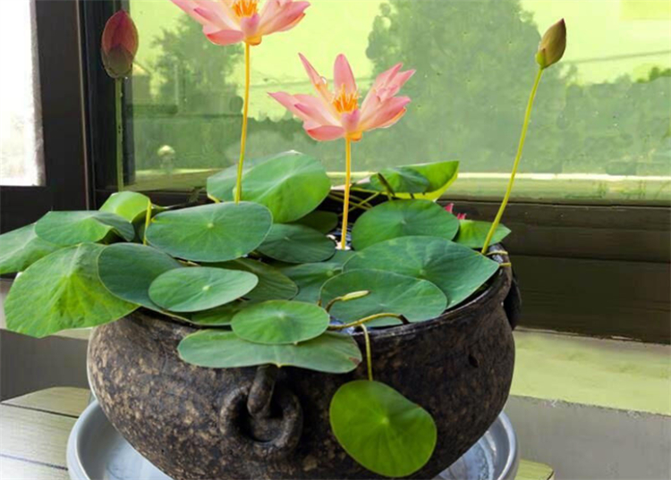 睡莲的特点简单明了,睡莲怎么全开