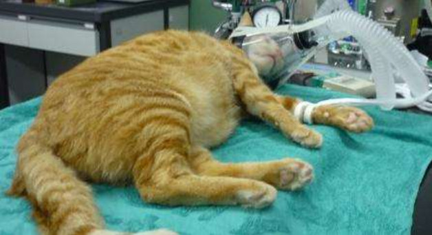 猫咪肺水肿有什么并发症,猫咪突发肺水肿非心源性