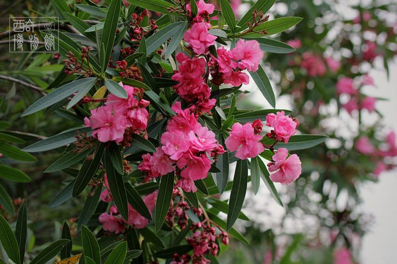 盘点古代十大剧毒,最常见的十种剧毒