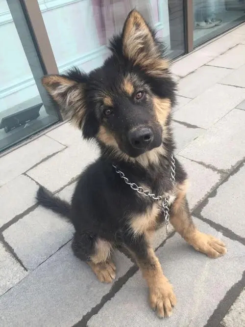 德牧胖一点还是瘦一些好,德牧很瘦吃什么调理