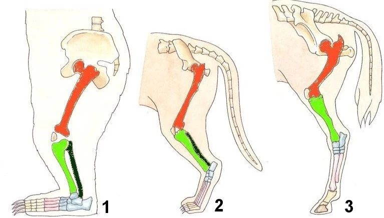 动物界跑步最快的是什么动物,动物界里跑得最快的