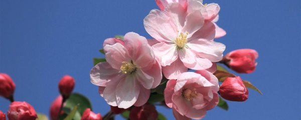 海棠花叶子干枯的原因,海棠花叶子干枯什么原因