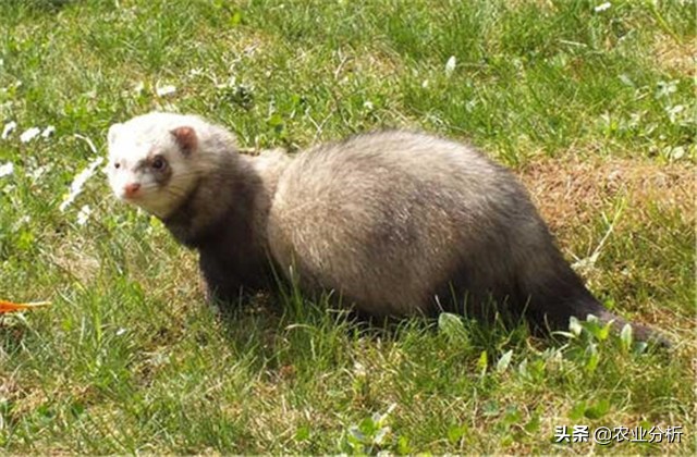 养貂的技巧和方法,养貂教程