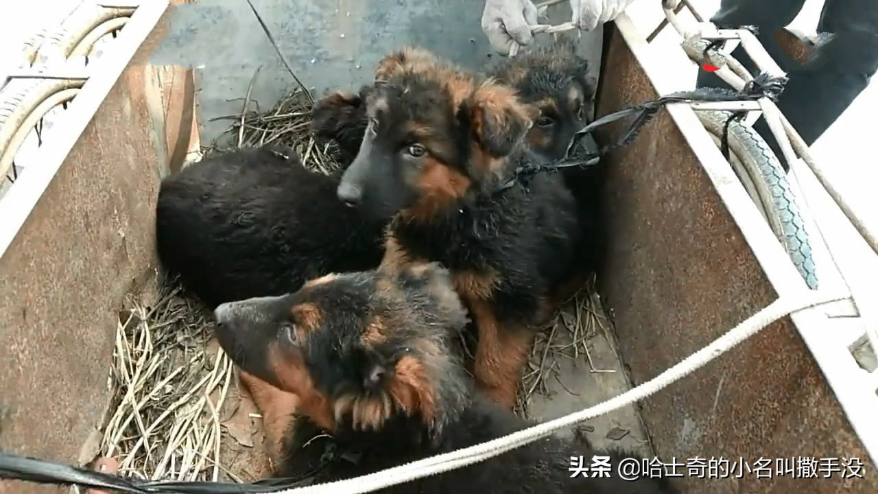 200元在狗市挑一只德牧,狗市捡漏一只德牧