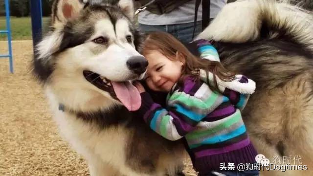 狗狗有这些表现表明它对你很忠诚,狗狗出现几种情况说明它很爱你