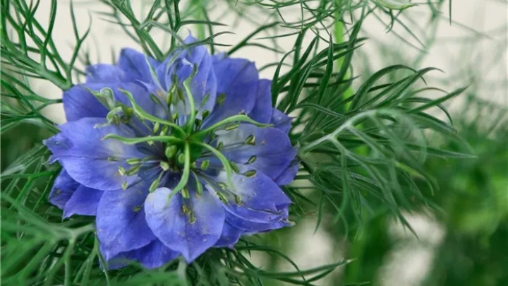 五种常见花材有什么颜色,常见绿色花材