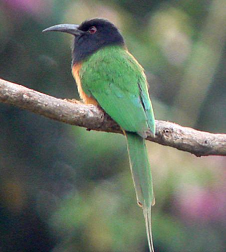 东江揽胜,惠州淡水常见鸟类图谱