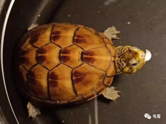 蛋龟之王巨头蛋龟,果核蛋龟新蛋龟之王
