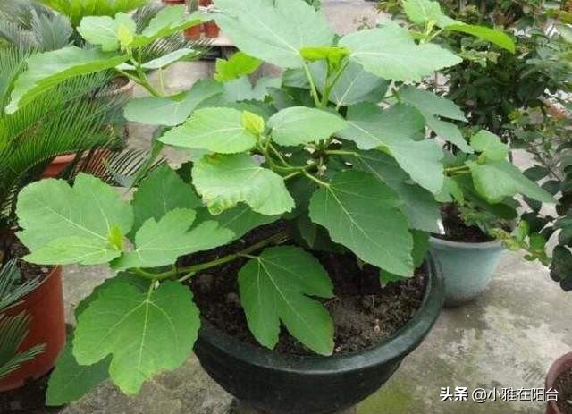 盆栽无花果怎么养护,盆栽无花果怎么养护最好