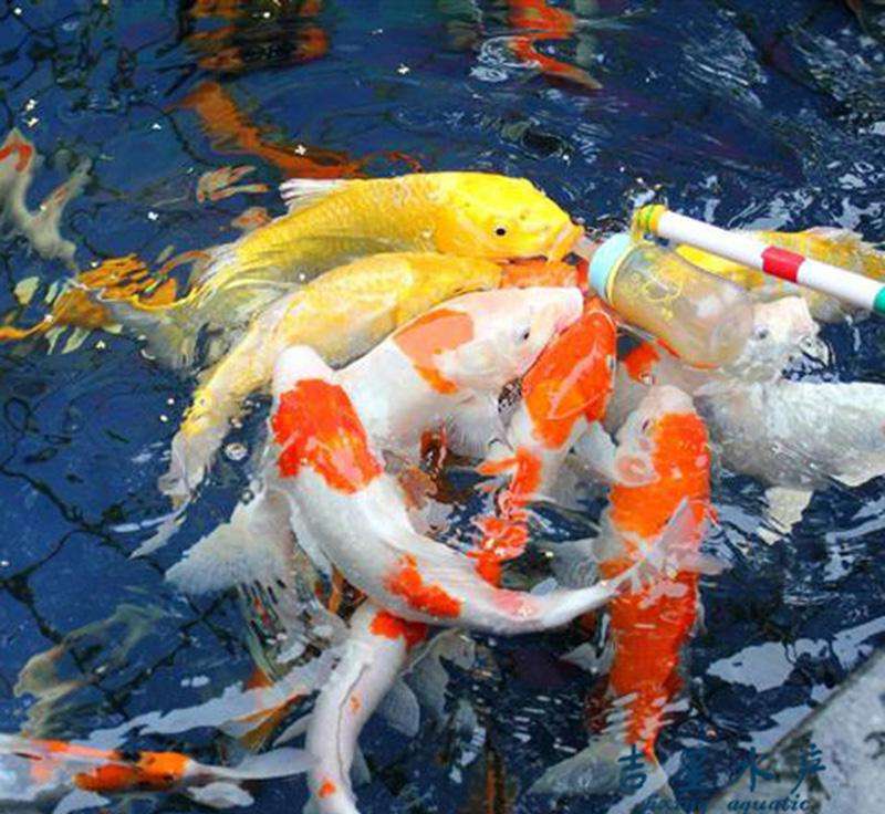 花果山芳香小镇,广州花果山芳香小镇门票多少