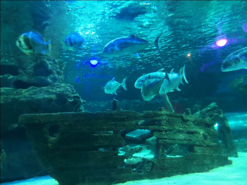 北京工体富国海底世界周一营业,北京工体富国海底世界旅馆