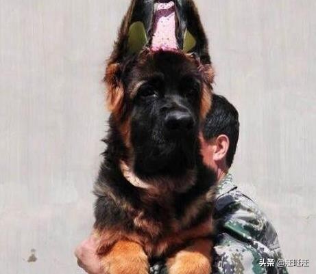 德牧的优点和缺点适合新手,什么样的德牧最漂亮