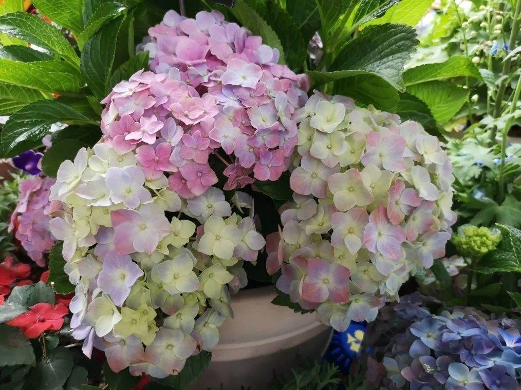 这个花展上的新优品种，为什么这么美？