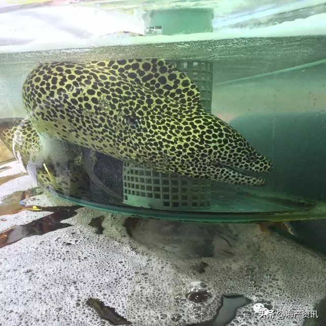 这些诱人的美食你吃过吗,世界上顶级海鲜大全你吃过几种