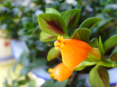 金鱼吊兰养护及注意事项,新手养金鱼吊兰的注意事项及禁忌