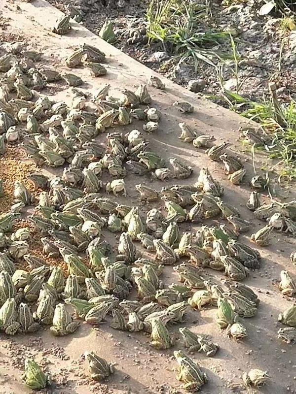 仙桃万蛙鸣青蛙养殖,青蛙养殖湖南省