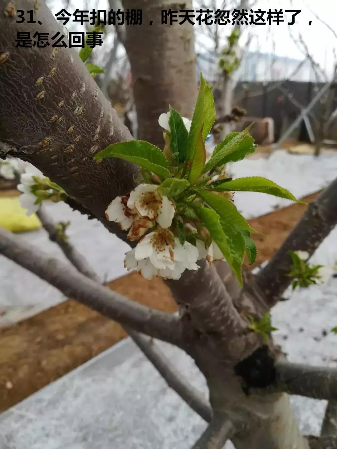 俄罗斯八号大樱桃栽培与管理,俄罗斯八号樱桃怎么控旺