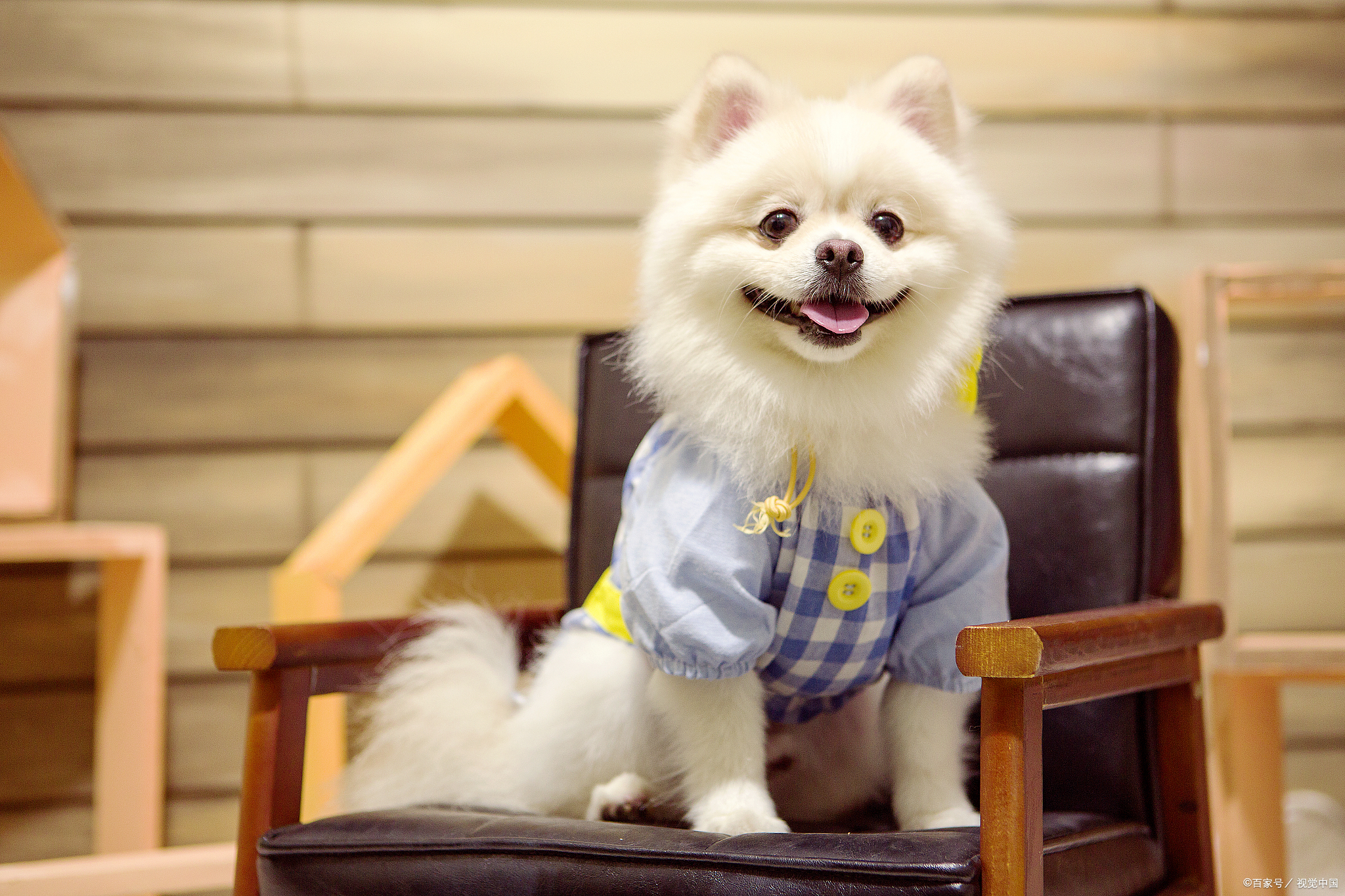 博美不吃湿狗粮怎么回事,博美吐毛是什么原因