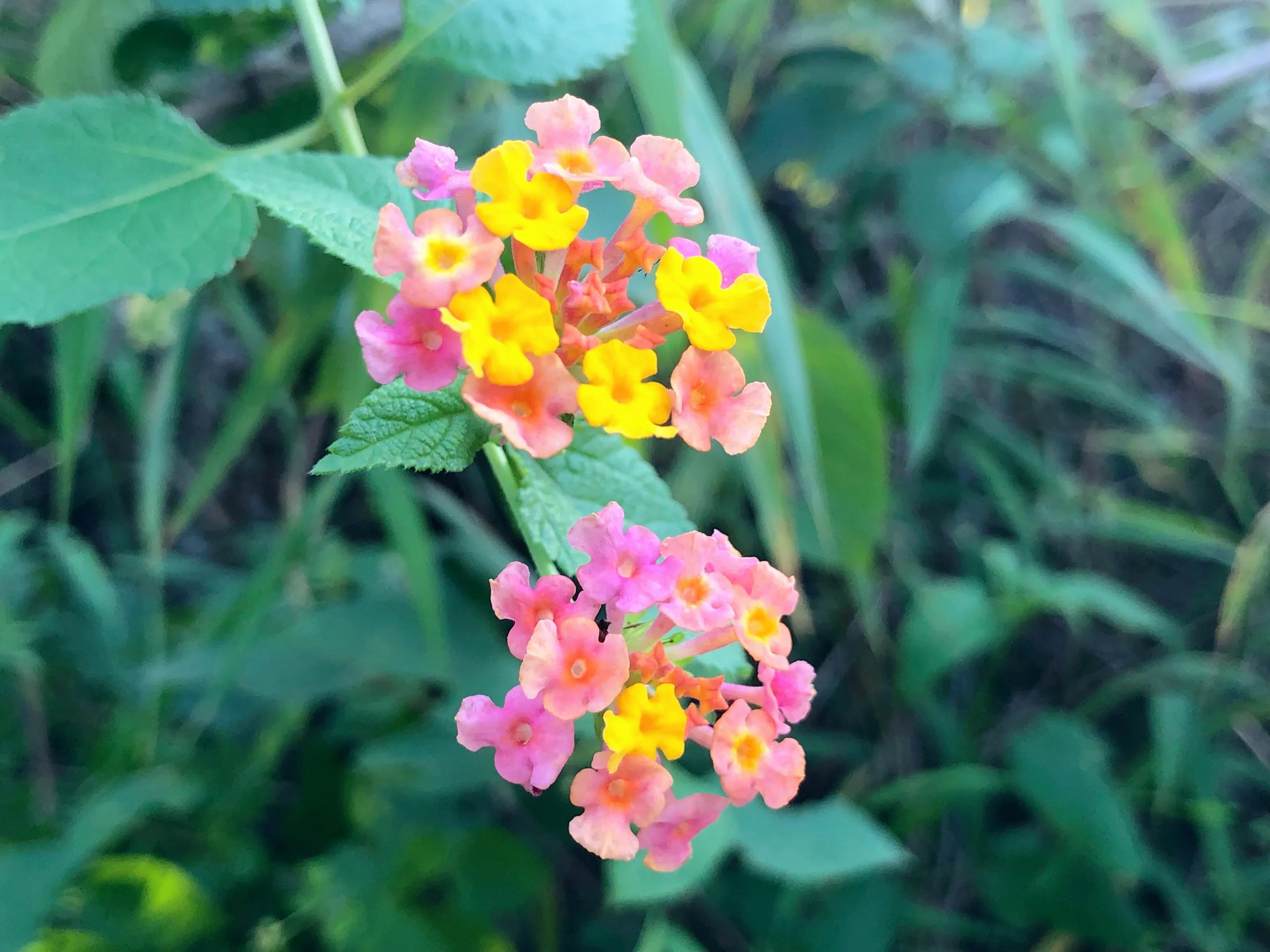 深山野岭野生植物,深山老林野菜植物
