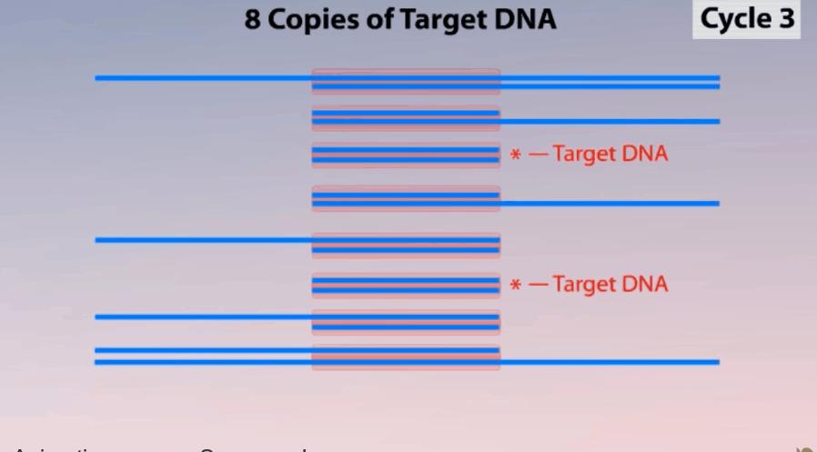 新型冠状病毒pcr检测操作规程,冠状病毒核酸检测pcr试剂