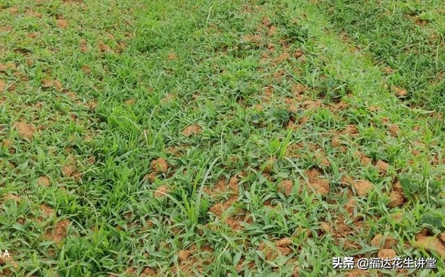 南阳唐河县毕店210亩春花生，杂草众多该如何防治？莎草马唐铁苋