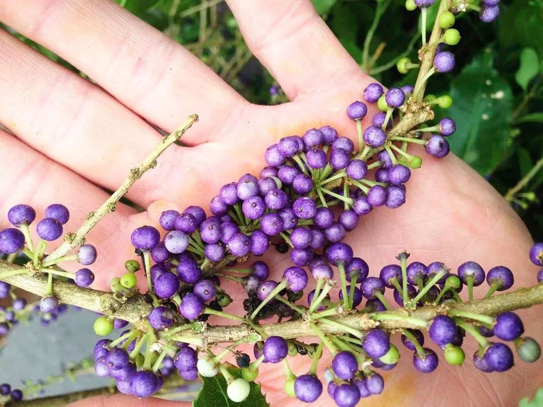 新西兰的雨林||皮龙亚狂想曲（7）