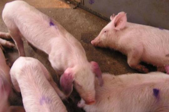 防控蓝耳病的另类方法,蓝耳病和圆环病毒混合感染症状