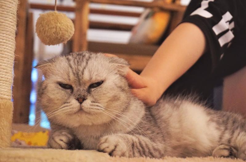 撸猫有什么风险,撸猫不能撸的几个部位