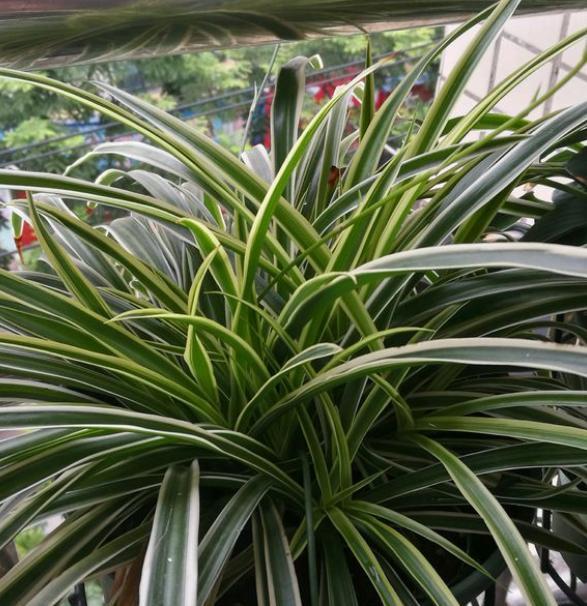 给吊兰换盆时同时可以修根剃头吗,给吊兰施肥怎么做