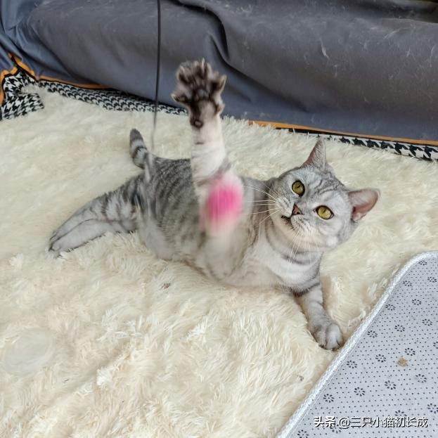 猫癣不治疗特别吓人,猫癣可怕不