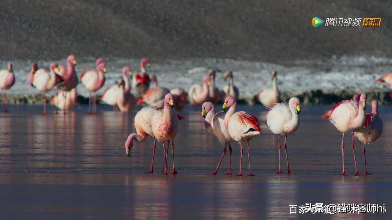 这种动物，你讲出它的名称，你是我尊敬优秀的粉丝