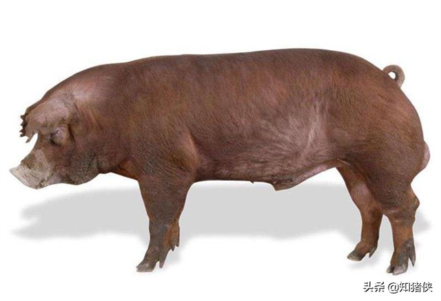 为什么养猪人都爱养“二元母猪”?它的优点其他*猪种**代替不了