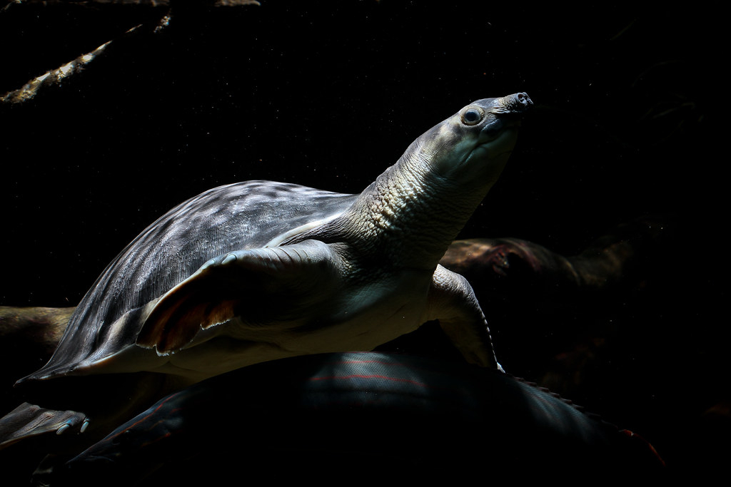 淡水河一霸！什么才算猪鼻龟的完美生活？