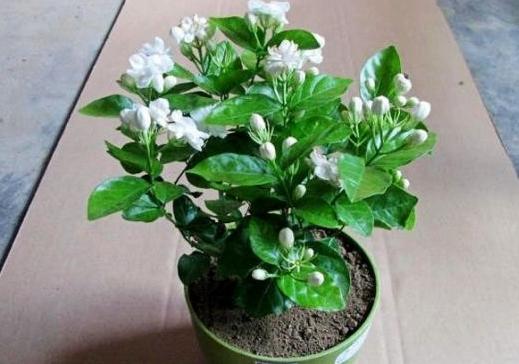 刚买茉莉花怎么养护好,6月份买的茉莉花如何养护长新芽