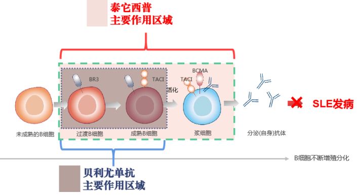 红斑狼疮单抗生物制剂,治疗系统性红斑狼疮生物制剂