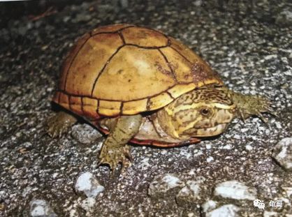 蛋龟之王巨头蛋龟,果核蛋龟新蛋龟之王