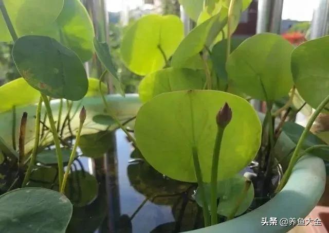 碗莲移栽方法视频,碗莲栽种有服盆期吗