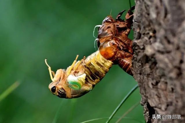 野生冬虫夏草市场,冬虫夏草一斤2000条的价格