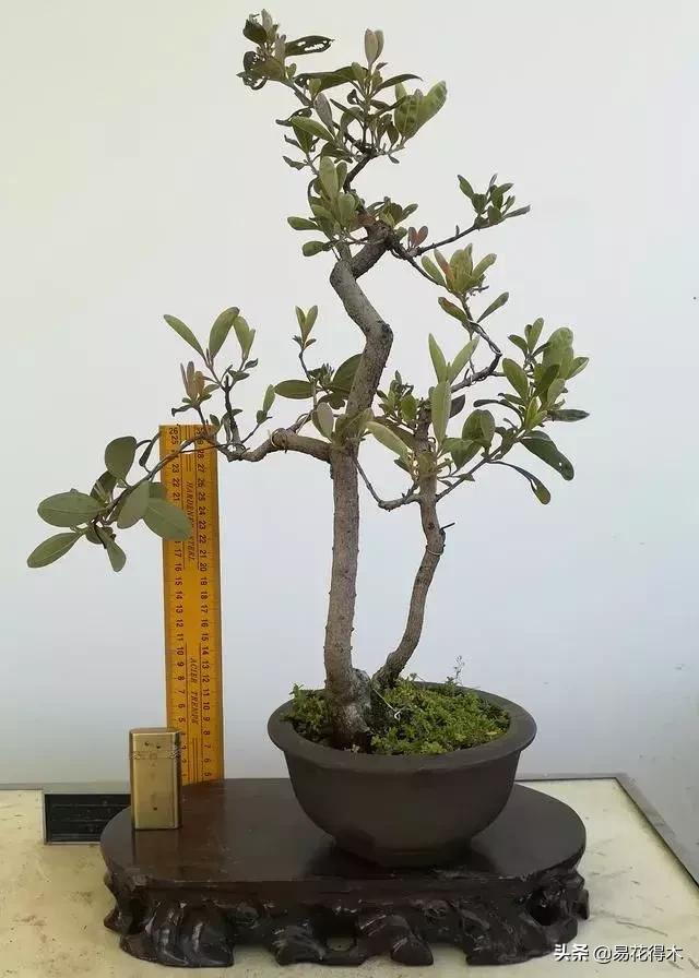 桃金娘的正确使用方法,桃金娘1月份怎么养