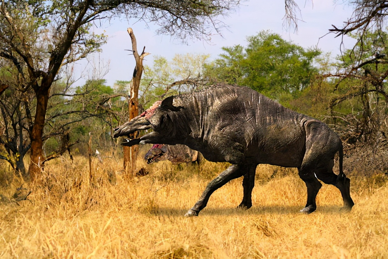 猪不同阶段都需要什么,为什么猪能活到现在
