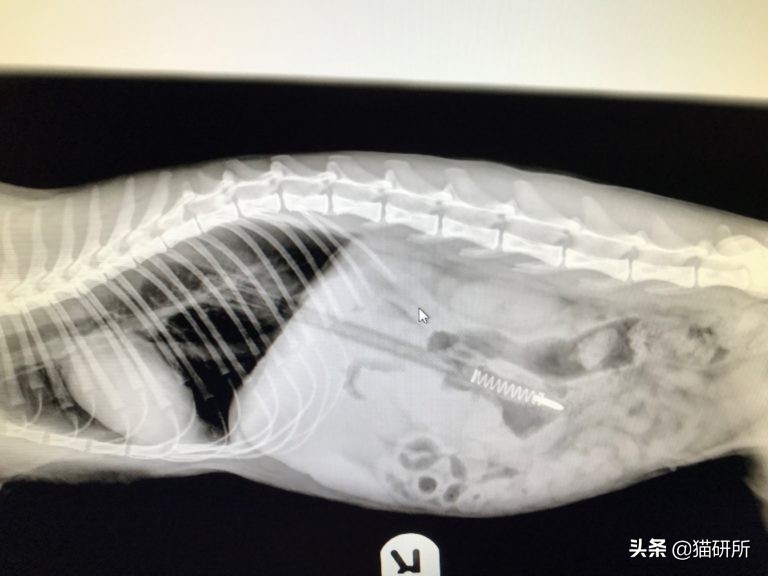 10张让人不寒而栗的图片,猫咪x光正常图片