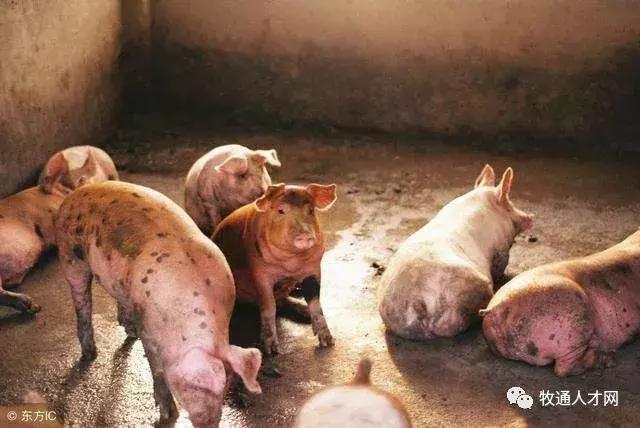 一个养猪人的抗疫经历,一个养猪人的非瘟感受