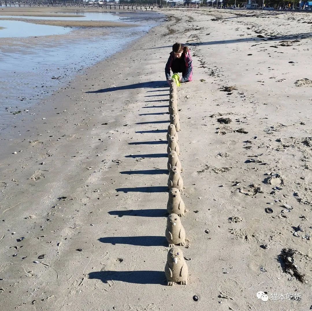 墨尔本两只相互依偎的企鹅,澳大利亚墨尔本看企鹅