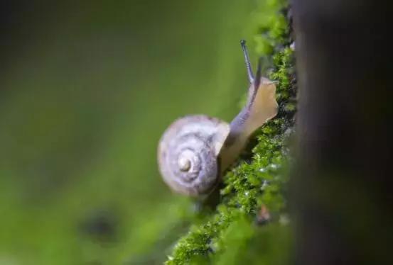 散文生命,散文生命是一树花开